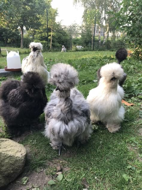 Silky Bantam Chickens, Cool Chicken Breeds, Bantam Silkie Chickens, Silkie Chicken Coop, Chickens Aesthetic, Chicken Silkie, Silky Chickens, Silkie Chickens Coop, Silkies Chickens