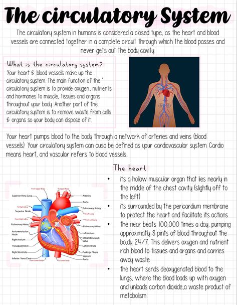 The Cardiovascular System, Circulatory System Notes, Cardiovascular System Notes, Cardiology Study, Nursing School Prep, Nursing School Studying Cheat Sheets, Human Circulatory System, Medical Assistant Student, Nursing Motivation