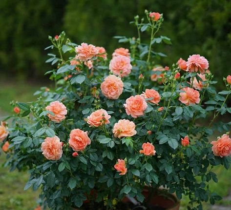 Rosa At Last® (Floribunda Rose) Landscape Roses, Foundation Garden, Rose Garden Landscape, Landscaping With Roses, Garden Answer, Floribunda Roses, Rose Garden Design, Rose Bushes, Rose Varieties