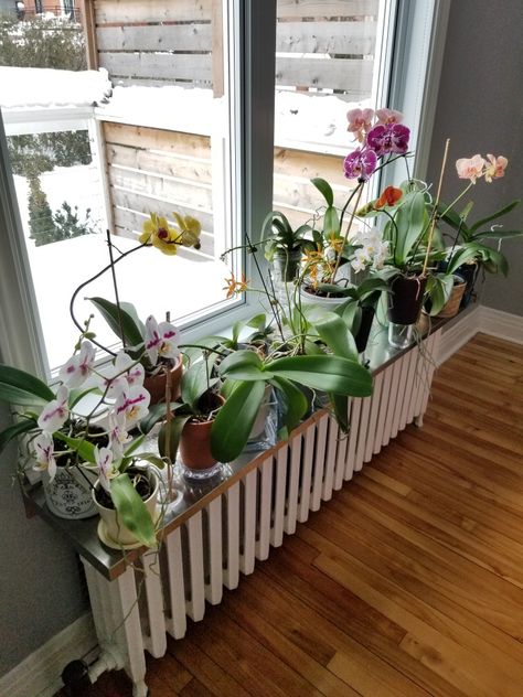 Orchid Window Display, Indoor Orchids Garden, Hanging Orchids Indoors, Orchid Setup, Window Sill Flowers, Orchid Interior Design, Hanging Orchid, Girl Apartment, Garden Veggies