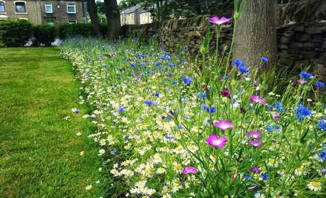 A wildflower border to soften man made structural edges Wildflower Fence Border, Wildflower Garden Edging, Wildflower Edging, Wildflower Borders, Wild Flower Border, Wildflower Border, Fence Border, Lawn Borders, Yard Makeover