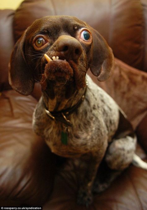 2010- In which the "Worlds Ugliest Dog" got a new home and happy life. I wonder how Ug is doing now? Ugly Dog Breeds, World Ugliest Dog, Ugly Animals, Ugly Dogs, Funny Dog Pictures, Funny Bunnies, Love My Dog, Funny Animal Pictures, Animal Love