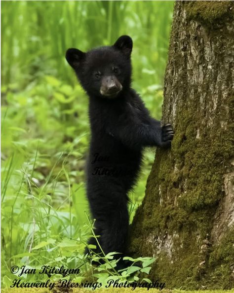 Baby Black Bear, Black Bear Cub, Goof Troop, Black Bears, Bear Photos, Baby Black, Mickey Mouse Cartoon, Woodland Friends, Save Animals