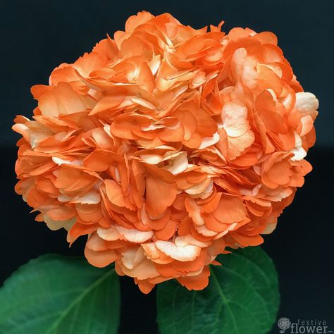 Hydrangea Orange, Orange Hydrangeas, Poetry Party, Dream Wedding Bouquet, Football Banquet, Banquet Decor, Wedding Setup, Party Table Decor, Hydrangea Bouquet