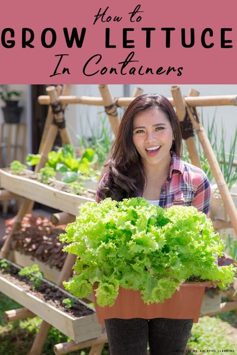 If you’re thinking about growing lettuce in containers, then continue reading for some tips and tricks to ensure you get a good harvest for your salad this year. https://simplelivingcreativelearning.com/how-to-grow-lettuce-in-containers/ Gardening Lettuce How To Grow, How To Plant Lettuce In Pots, Best Lettuce To Grow In Garden, Lettuce Growing Ideas, Potted Lettuce Plants, Lettuce In Raised Bed, Growing Lettuce In Containers From Seed, How To Grow Butter Lettuce, Growing Lettuce In Greenhouse