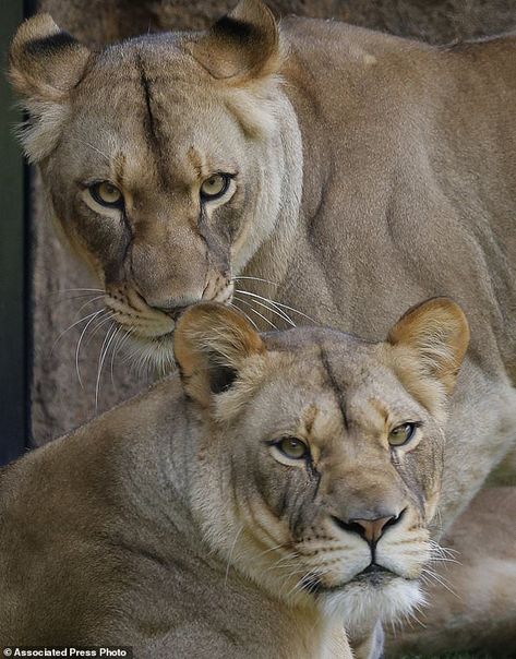 In this Thursday, May 16, 2019 photo, two new female lions look out from their new habitat... Two Lions, Female Lion, African Lion, Game Of Thrones Fans, Chelsea Flower Show, Ansel Adams, Royal Weddings, Love Island, Cannes Film Festival