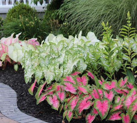 Caladium Garden, Easy Garden Ideas Landscaping, Farm Landscaping, Longfield Gardens, Tropical Landscape Design, Tropical Landscape, Easy Landscaping, Front Landscaping, Landscaping Front Yard