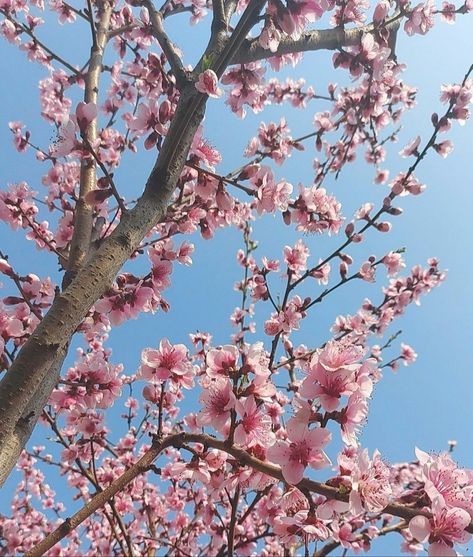 Chinese Fantasy Drama, Snow Eagle Lord, Wallpaper Cherry Blossom, Chinese Cherry Blossom, Wallpaper Scenery, Blossom Wallpaper, Cherry Blossom Wallpaper, Chinese Costume, Sakura Tree