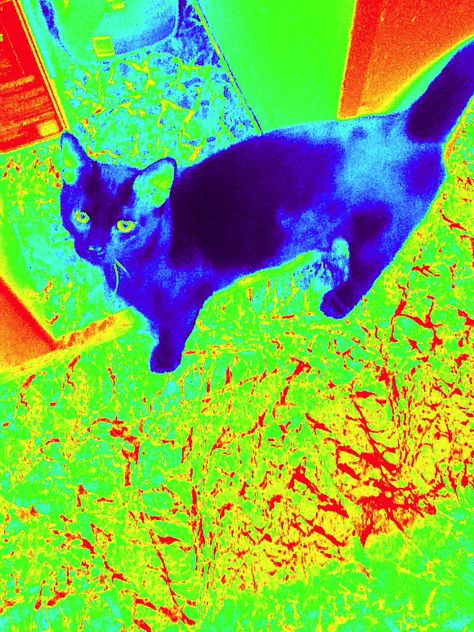 My cat. Meow Heat Sensor Art, Thermal Art, Cat Meow, Sleepy Cat, Happy Cat, My Cat, Animals Friends, Art Reference, Batman