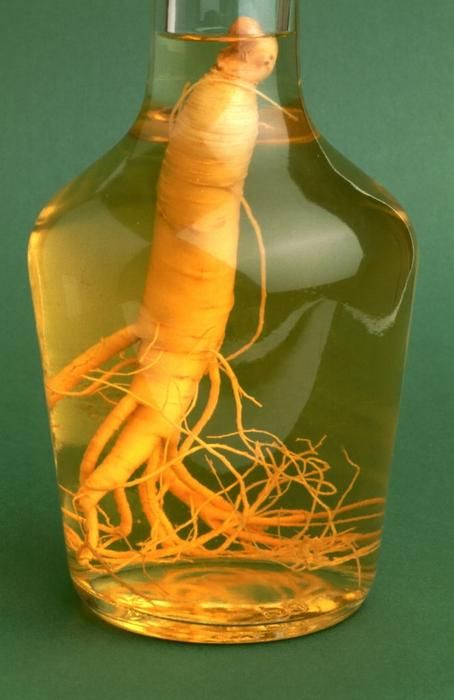 Panax ginseng: the medicinal plant and root. (Photo by Getty Images) Ginseng Drink, Ginseng Chicken Soup, Ginseng Plant, Vodka Mixes, Super Target, Korean Red Ginseng, Korean Ginseng, Nose Bleeds, Ginseng Root