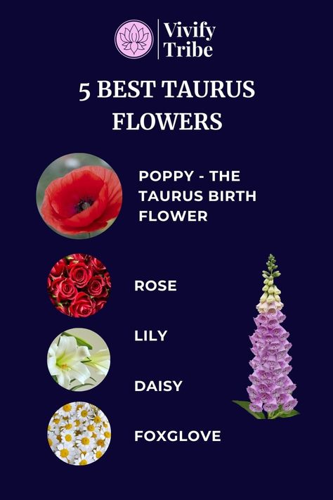 Taurus Flowers: 5 Flowers That Will Please Every Taurus And Their MeaningsThe Taurus flower is the poppy but lillies, roses, foxgloves, and daisies are also lucky for the Taurus zodiac sign. Taurus Man Capricorn Woman, Earth Zodiac Signs, Taurus Flower, Taurus Journal, Taurus Zodiac Quotes, Zodiac Energy, Capricorn Woman, May Birth Flowers, Zodiac Personality Traits