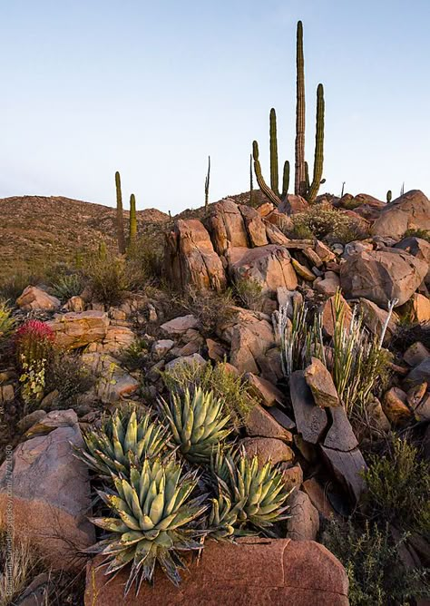 New Mexico Desert Landscapes, Desert Foliage, Desert Plants Landscaping, Desert Farm, Desert Vegetation, Desert Images, Desert Scape, Desert Spring, Rocky Desert