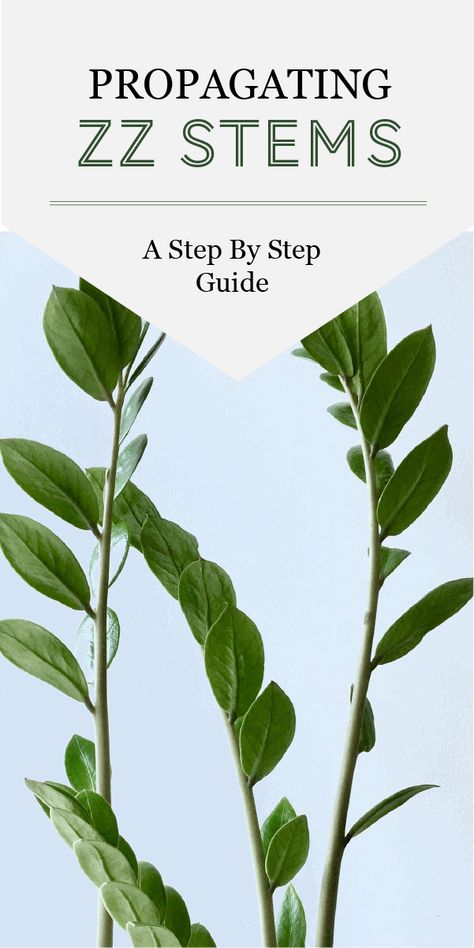 Propagating ZZ Plants from Stem Cuttings: A Step By Step Guide - The Healthy Houseplant Propagating Zz Plant, Zz Plant Care, Zz Plants, Zamioculcas Zamiifolia, Zz Plant, Root System, House Plant Care, Plant Cuttings, Plant Supports