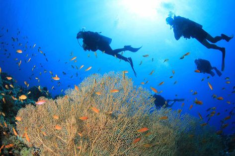 Scuba diving in El Nido is great. The Bacuit bay is home to hundreds of species of coral and marine life. Beautiful islands and hidden lagoons. El Nido Philippines, Philippines Cities, Scuba Diving Courses, Palawan Island, Diving Course, Diving Center, Palawan, Travel Activities, Underwater World