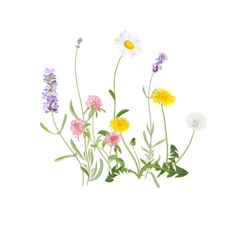 Wild flowers. Vector graphics on Behance Spring Flower Illustration, Wild Flower Drawing, Wild Flowers Drawing, Wild Flower Illustration, Wild Flowers Illustration, Spring Flowers Illustration, Wild Flowers Painting, Wildflower Graphic, Wild Flower Art