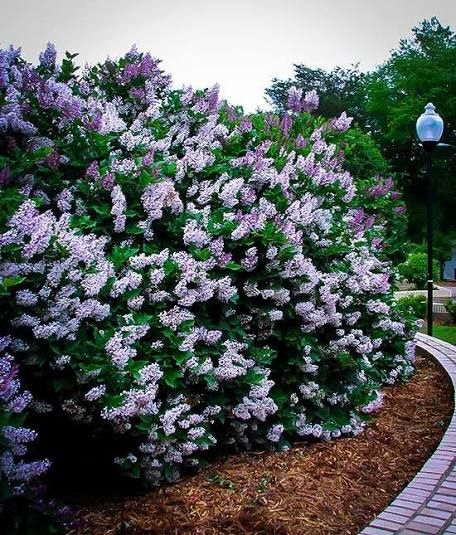 Dwarf Korean Lilac: a Better Lilac Bush Where Size Matters | Horticulture Miss Kim Lilac, Korean Lilac Tree, Korean Lilac, Farm Landscaping, Lilac Bush, Lilac Bushes, Lilac Tree, Future Garden, Purple Lilac