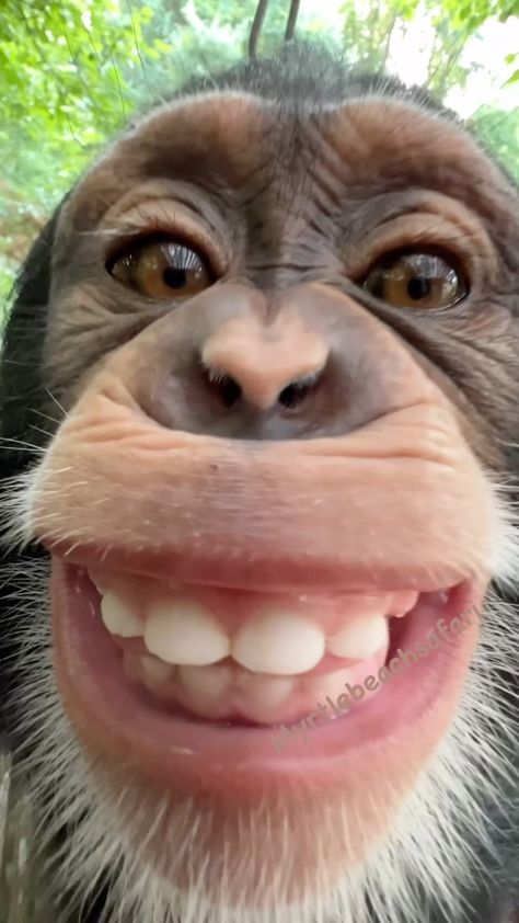 Carmen Applegarth Monkey Smiling, Funny Monkey Pictures, Cute Monkey Pictures, Monkey Stickers, Funny Dp, Monkey Wallpaper, Monkey Pictures, Pet Monkey, Funny Animal Photos