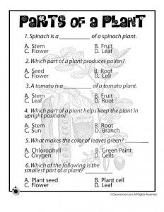 Plant worksheet 3rd Grade Science Worksheets, Plant Life Cycle Worksheet, Life Science Projects, Free Science Worksheets, Plants Worksheets, Grade 3 Science, Planting For Kids, Worksheets For Grade 3, 3rd Grade Science