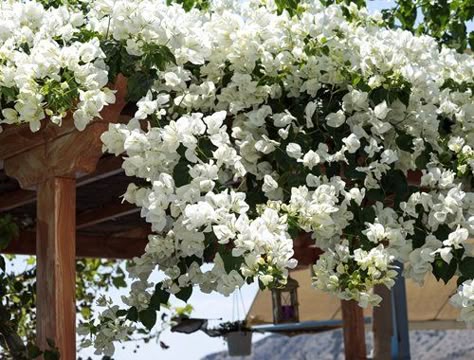 White Bougainvillea White Bougainvillea Trellis, White Buganvilla, White Bougainvillea Wedding, Bougainvillea White, Bougainvillea Colors, Bougainvillea Trellis, White Bougainvillea, Garden Vines, Starter Plants