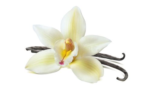 Vanilla flower 2 beans isolated on white background. As package design element , #sponsored, #beans, #isolated, #Vanilla, #flower, #white #ad Vanilla Flower, Vanilla Perfume, Rose Fragrance, Animal Cookies, Vanilla Fragrance, Body Powder, Vanilla Flavoring, Tahiti, Vanilla Bean