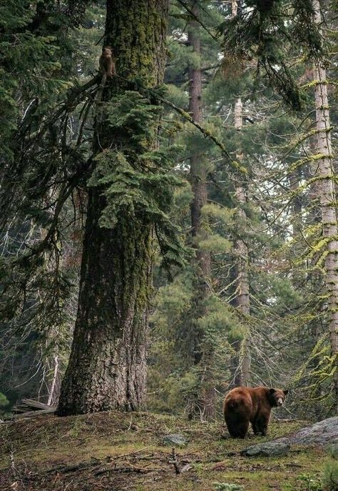 Sequoia National Park, Bear Cubs, Wild Nature, Bear Stuffed Animal, Grizzly Bear, Pine Trees, Nature Animals, Browning, Brown Bear