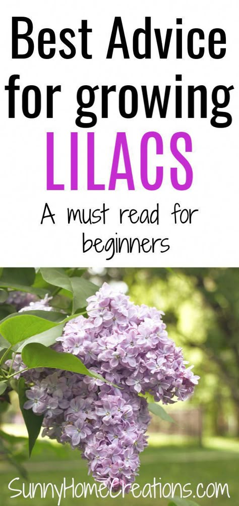 Lilac Plant, Lilac Bushes, Planting Guide, Lilac Tree, Garden Wallpaper, Outdoor Flowers, Gardening Advice, Flowering Shrubs, Gardening Flowers