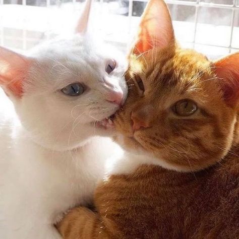 10 Pictures Of Extremely Lovey-Dovey Cats That Will Melt Your Heart Two Cats, Cat Aesthetic, Cute Kittens, Silly Cats, Pretty Cats, Beautiful Cats, Baby Cats, 귀여운 동물, Catsuit