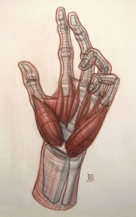 Mão Hand Anatomy, Anatomy Tutorial, Human Anatomy Drawing, Human Figure Drawing, Human Anatomy Art, Anatomy Sketches, Anatomy For Artists, Anatomy References, Body Anatomy