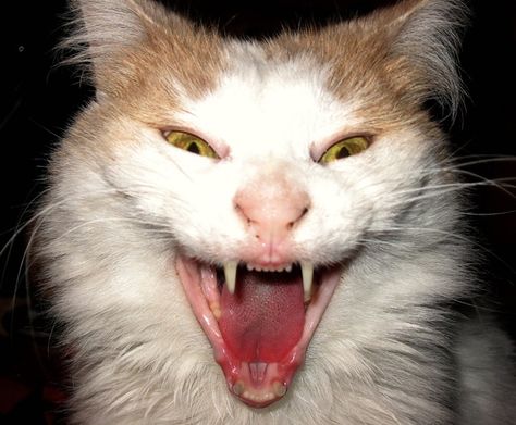 40 Scary and Funny Cat Pictures 1 Yawning Animals, Scary Cats, Creepy Cats, Scary And Funny, Pedigree Cats, Yule Cat, Cat Yawning, Creepy Cat, Scary Cat