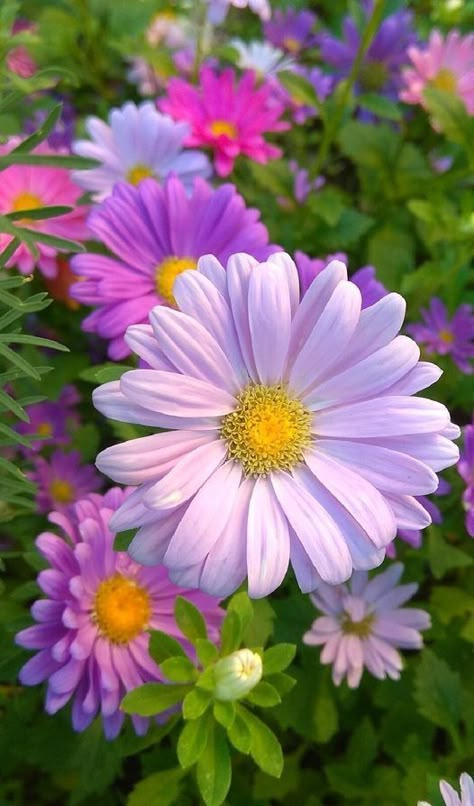 Aster Flower Aesthetic, Daisy Flower Pictures, Bloom Where Youre Planted, Aster Flower, Book Vibes, Lovely Flowers Wallpaper, Computer Embroidery, Beautiful Flowers Garden, Flower Therapy