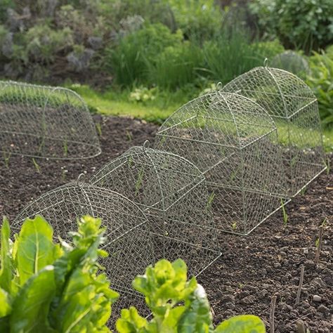 Garden Cloche, Fruit Bushes, Hillside Garden, Victory Garden, Planting Plan, Square Foot Gardening, Tool Sheds, Garden Recipes, Veggie Garden