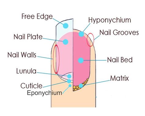 Nail Structure Diagram | Quizlet Nail Diagram, Nail Structure, Nail Room Ideas, Nail Lab, Nail Room, Nail Pictures, Popular Nail Designs, Basic Nails, Diagram Design