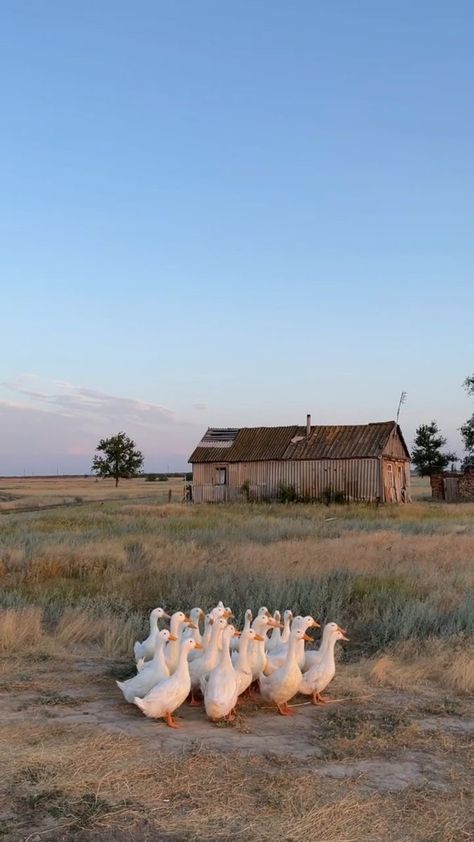 Future Farms, Farm Lifestyle, Wallpaper Pastel, A Barn, Jolie Photo, Nature Aesthetic, 귀여운 동물, Country Life, Farm Life