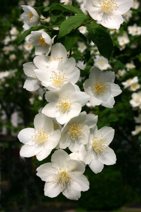 Sweet Mock Orange, Mock Orange Tattoo, Mock Orange Flower, Beauty And The Beast Flower, Orange Blossom Flower, July Flowers, Mock Orange, Orange Plant, Orange Blossoms