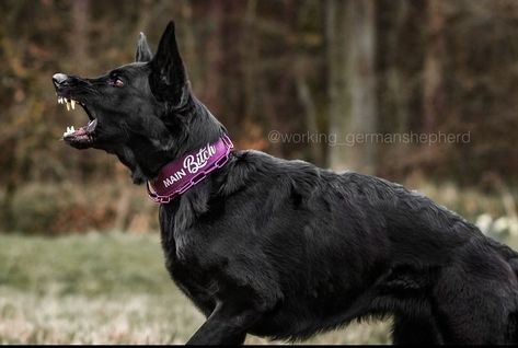 Cr: working_germanshepherd Extra Large Dog Breeds, Wolf Poses, Types Of Dogs Breeds, Fit Dogs, Canine Drawing, All Types Of Dogs, Cutest Puppies, Black German Shepherd, Working Dog