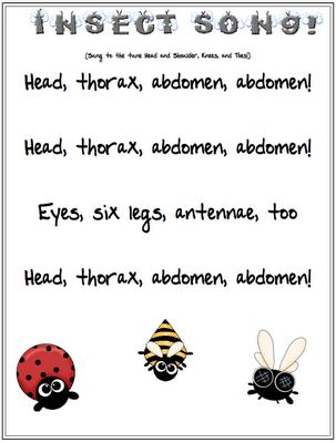 Insect song, ladybug spots game, and more Insects Project, Insect Body Parts, Bug Songs, Insects Kindergarten, Insect Unit, Insects Preschool, Bugs Preschool, Insect Activities, Insect Crafts