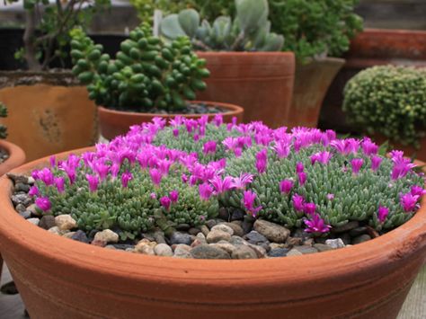 Delosperma sphalmanthoides – Tufted Ice Plant- See more at: http://worldofsucculents.com/delosperma-sphalmanthoides-tufted-ice-plant Front Yards Curb Appeal, Ice Plant, Side Garden, Hydroponic Gardening, Hardy Plants, Drought Tolerant Plants, Succulent Garden, Cactus And Succulents, Cactus Y Suculentas