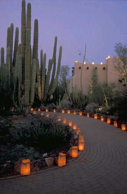 Garden Train, نباتات منزلية, Desert Botanical Garden, Desert Living, Desert Garden, Desert Homes, Cactus Garden, Desert Landscape, Swansea