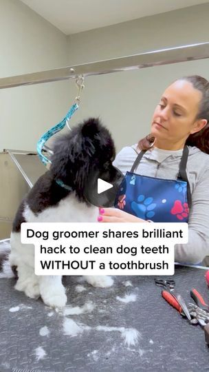 Dog Teeth Cleaning Treats, Dog Groomer Humor, Dog Meds, Brushing Dogs Teeth, Bad Dog Breath, Things For Dogs, Pill Pockets, Meds For Dogs, Dog Toothpaste