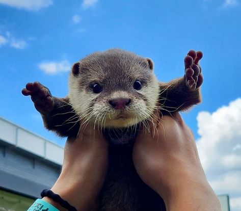 #animals #animal #cuteanimals Baby Sea Otters, Cute Otters, Otters Cute, Cute Otter, Cute Dogs Images, Baby Otters, Sea Otters, Really Cute Dogs, Super Cute Animals