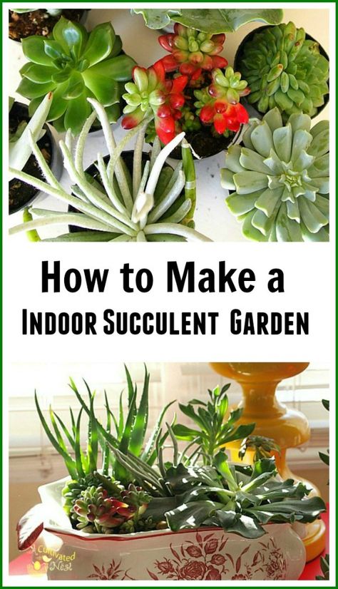 Succulent Dish Garden, Indoor Succulent Garden, Indoor Succulent Planter, Indoor House Plants, Succulent Garden Indoor, Dish Garden, Inside Plants, Succulent Gardening, Indoor Gardens