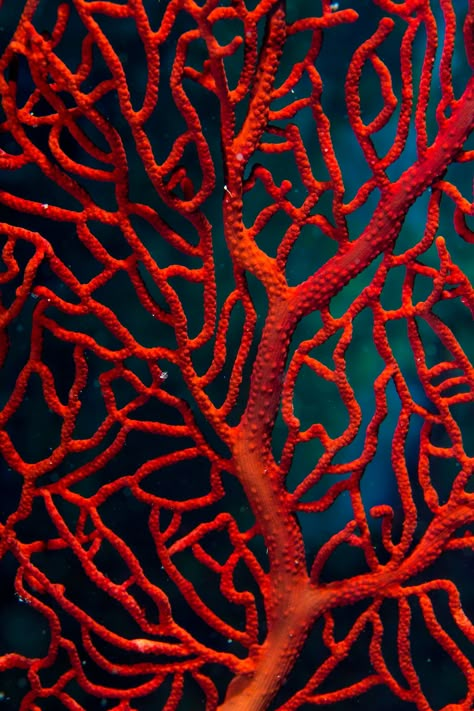 Animals Tattoo, Nature Patterns, Ocean Underwater, Beautiful Sea Creatures, Texture Inspiration, Sea Coral, Water Photography, Orange Coral, Coral Reefs