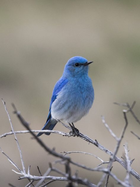 Mountain Bluebird Research in Montana - Montana eBird Mountain Bluebird, Animal Education, Snowy Owl, Mountain Paintings, All Birds, Exotic Birds, Barn Owl, Colorful Birds, Little Birds