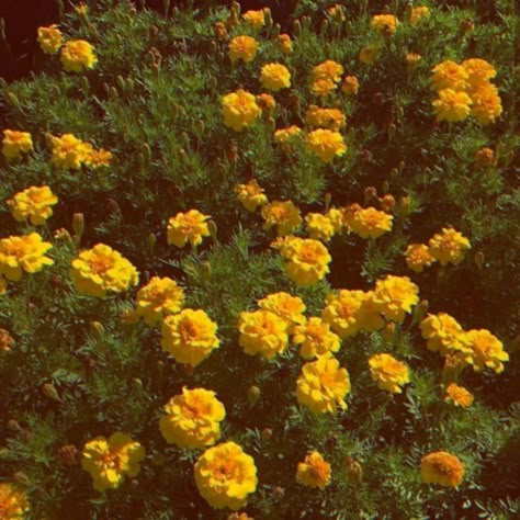 Salcore Aesthetic, Yellow Garden Aesthetic, Yellow Summer Flowers, Yellow Aesthetic Nature, Sun Flowers Aesthetic, Yellow Aesthetic Pictures, Yellow Green Aesthetic, Yellow Flowers Aesthetic, Yellow Moodboard