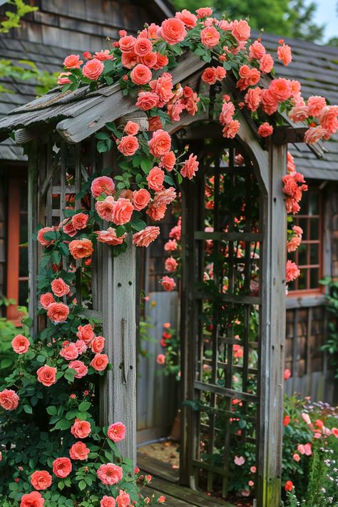 Wondering how to get those gorgeous climbing rose blooms all summer? The answer lies in proper feeding. Read more. Minimalistic Plants, Botanical Garden Design, Secret Garden Door, Cottage Garden Roses, Blooms All Summer, Landscaping With Roses, Garden Archway, Flower Garden Plans, Rose Garden Design