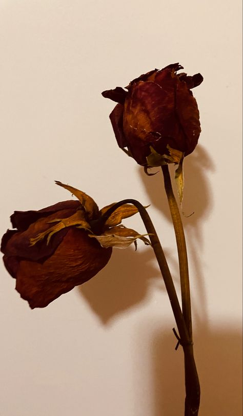 Dried Rose Aesthetic, Dried Flowers Aesthetic, Dead Roses, Dead Flowers, Morning Coffee Images, Art Tutorials Watercolor, Vintage Flowers Wallpaper, Aesthetic Roses