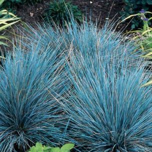 Graminées couvre-sols - Vente de plantes vivaces pour massifs | Leaderplant Blue Oat Grass, Bonsai Shop, Planting Grass, Blue Fescue, Ornamental Grass, Mediterranean Plants, Blue Plants, Front Yard Garden Design, Sun Garden