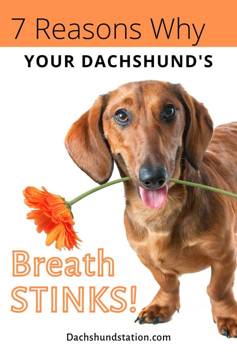 Dachshund Facts, Gi Issues, Dachshund Colors, Bad Dog Breath, Dachshund Puppy Training, Smelly Dog, Miniature Dachshund Puppies, Dachshund Training, Dog Breath