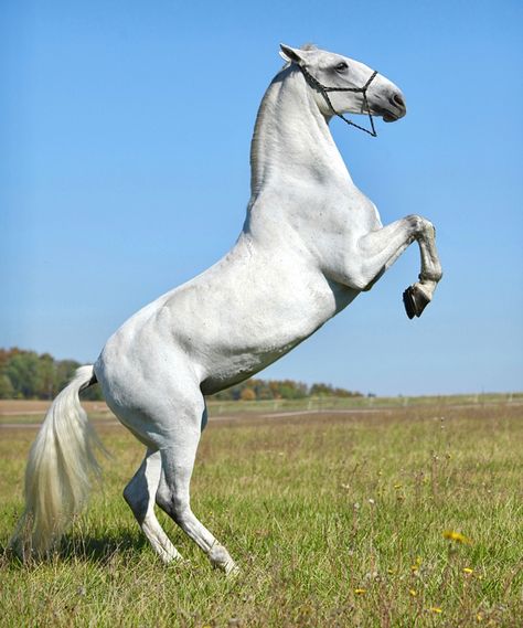 Lippizaner, Warrior Female, Horse Rearing, Breeds Of Horses, White Animals, Big Friends, Majestic Creatures, Star Stable, Most Beautiful Horses