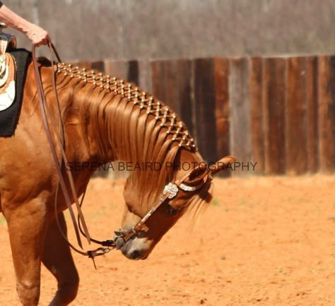 Western main braiding Western Braids For Horses, Hairstyles For Horses, Braids For Horses, Horse Hair Ideas, Horse Hairstyles, Mane Braids, Horse Mane Braids, Horse Braids, Grooming Horse